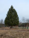 Picea abies