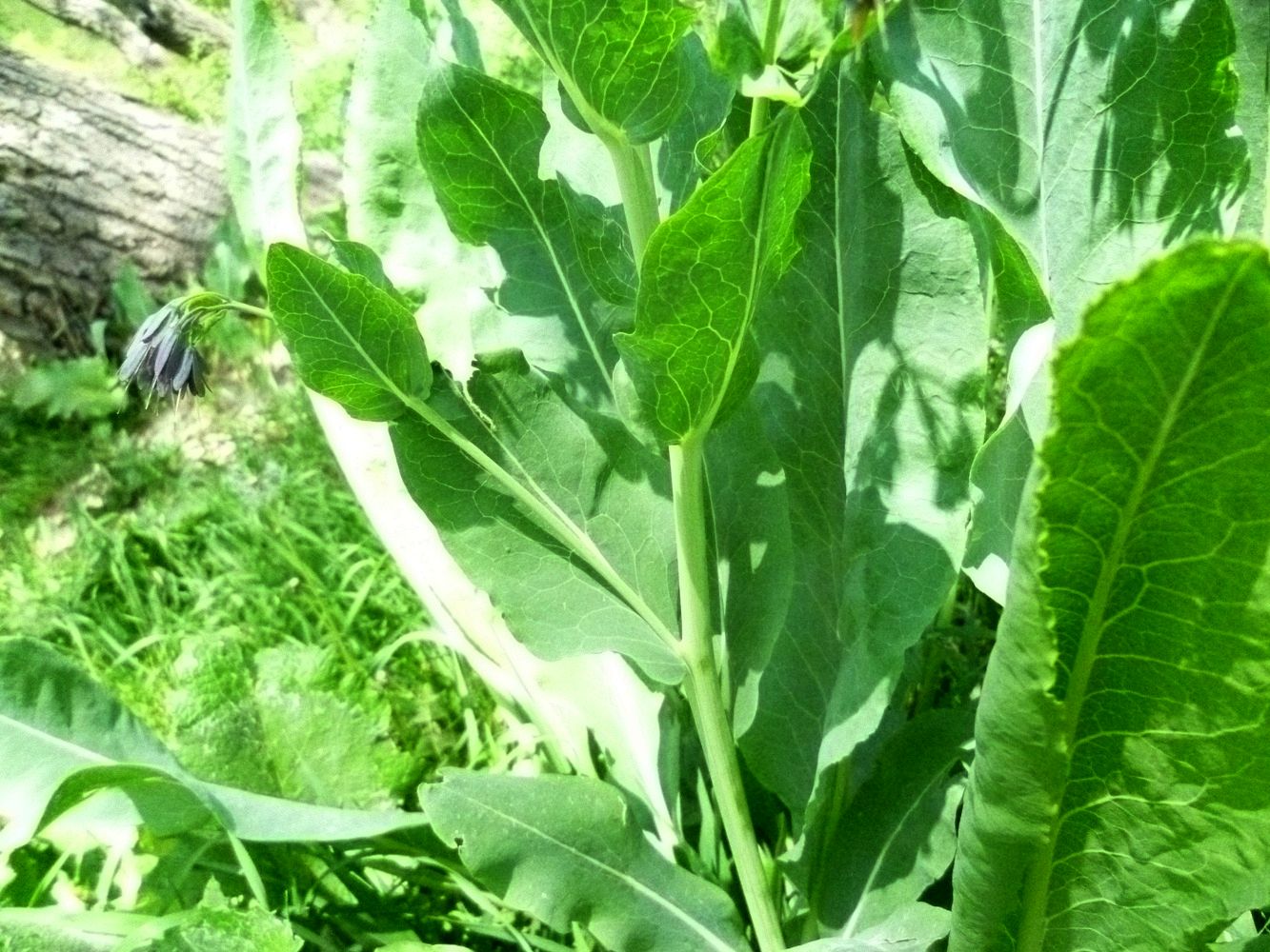 Изображение особи Trachelanthus hissaricus.