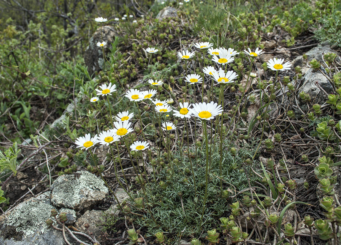 Изображение особи Tripleurospermum nathaliae.