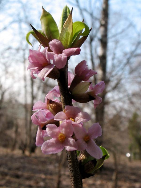 Изображение особи Daphne mezereum.