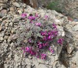 Oxytropis suavis