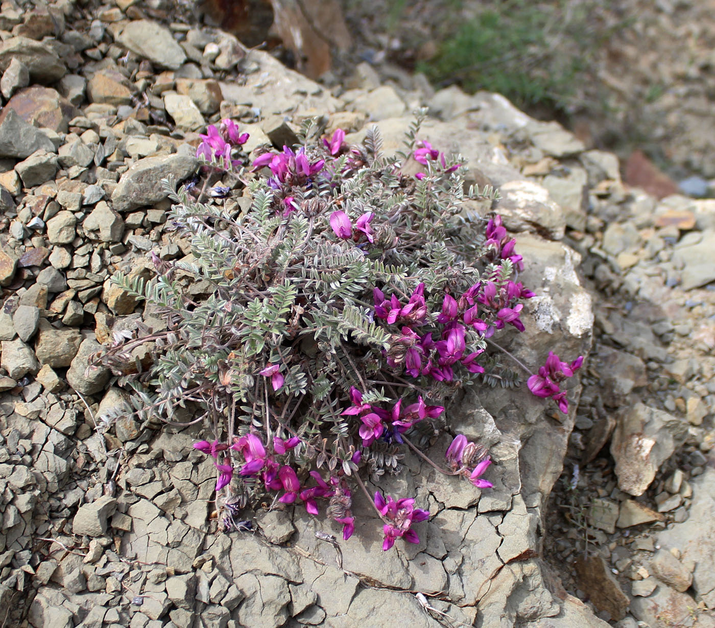 Image of Oxytropis suavis specimen.