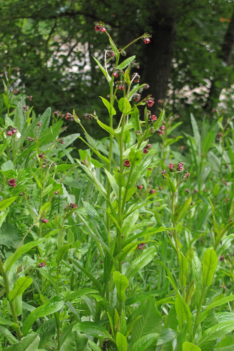 Изображение особи Cynoglossum germanicum.