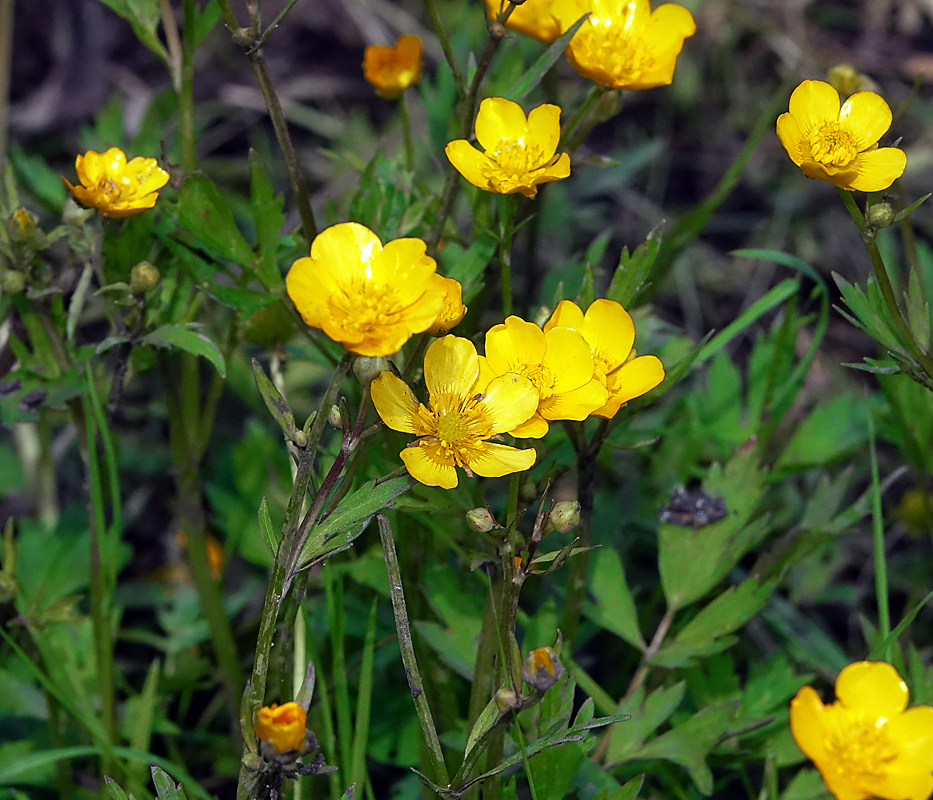 Image of Ranunculus repens specimen.