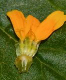 Tridax trilobata