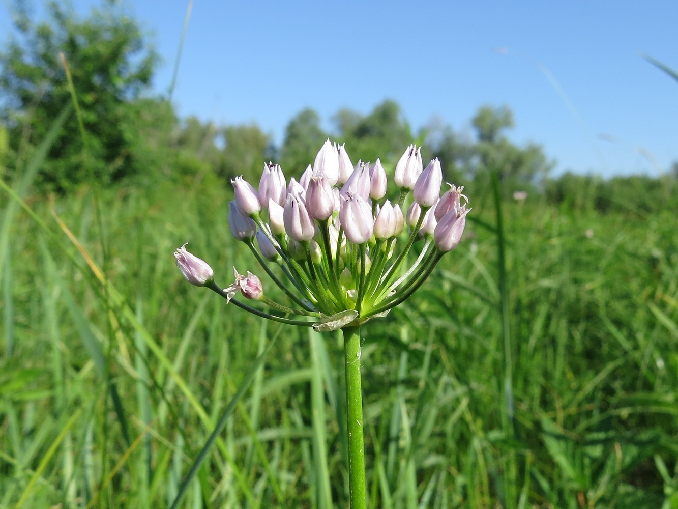 Image of Allium angulosum specimen.