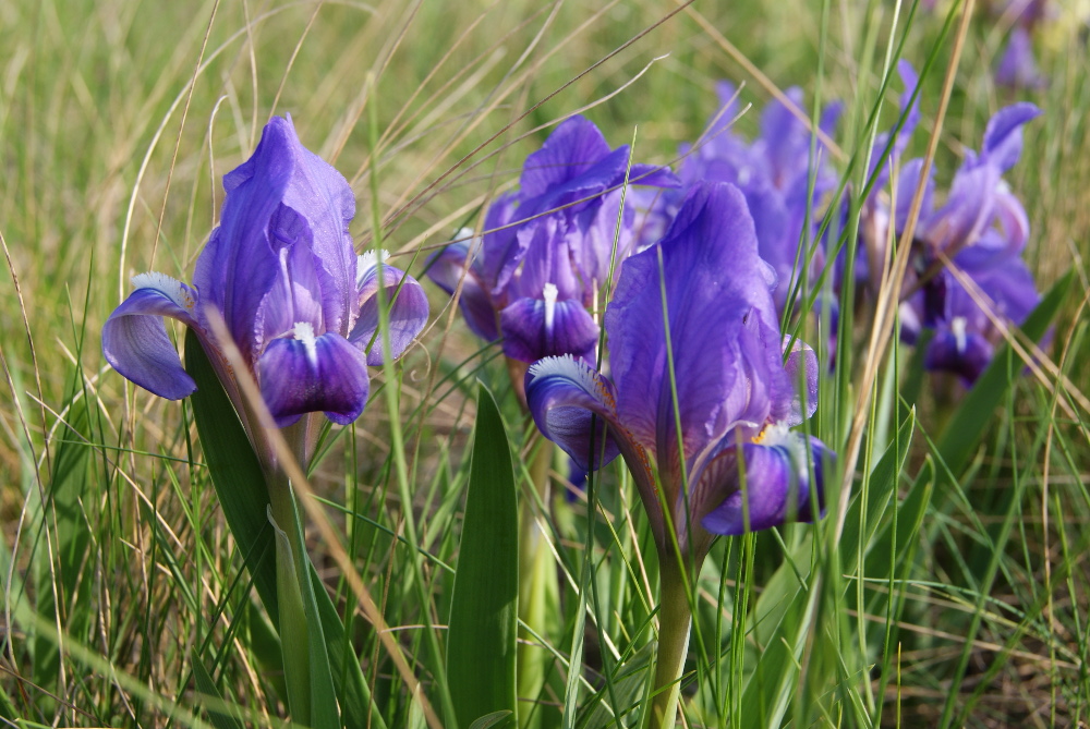 Image of Iris pumila specimen.