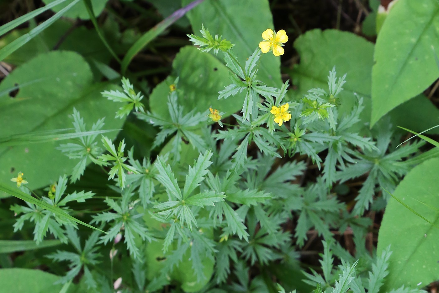 Image of Potentilla erecta specimen.