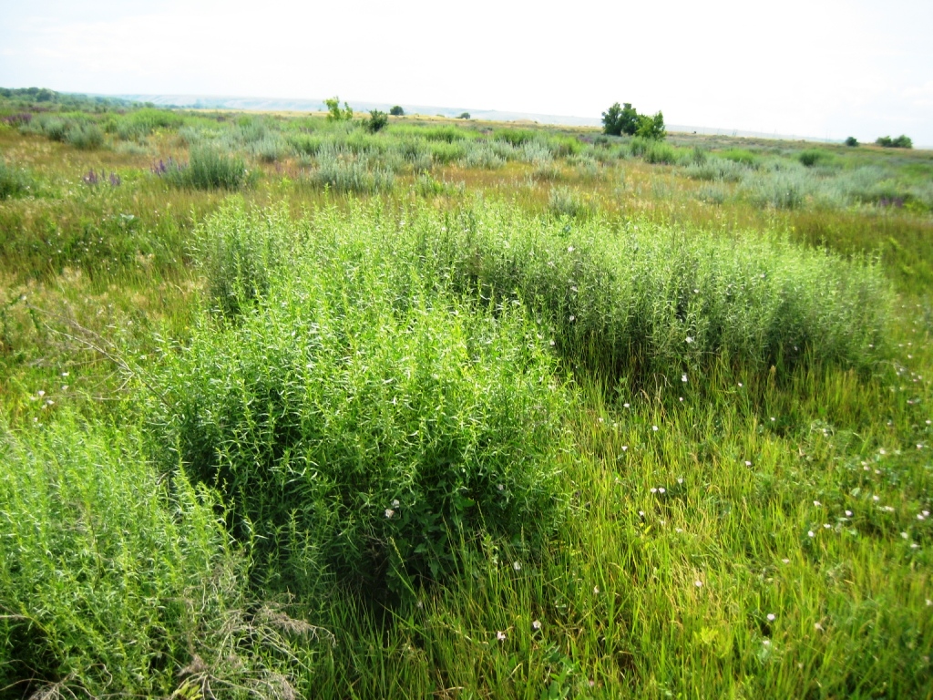 Изображение особи Artemisia dracunculus.