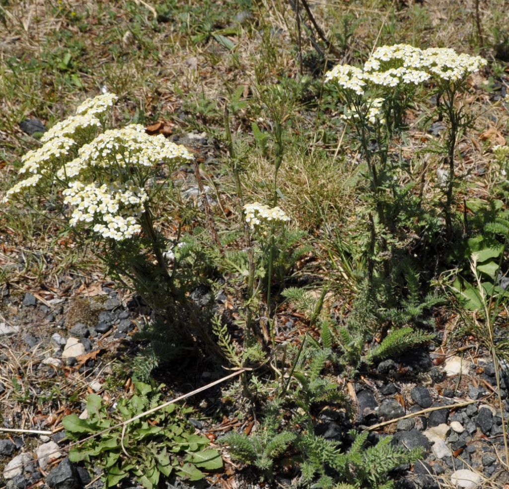 Изображение особи Achillea crithmifolia.