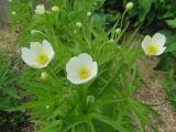 род Anemone