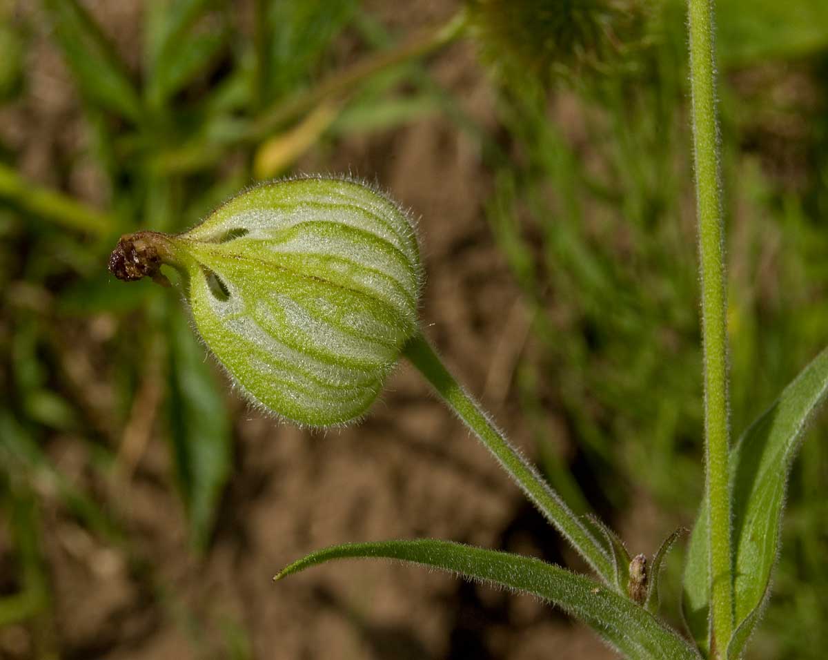 Image of Melandrium album specimen.