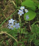 Myosotis lithospermifolia. Соцветие. Краснодарский край, м/о город-курорт Геленджик, окр. пос. Светлый, щель Церковная, дубовый лес на берегу водохранилища. 6 мая 2017 г.