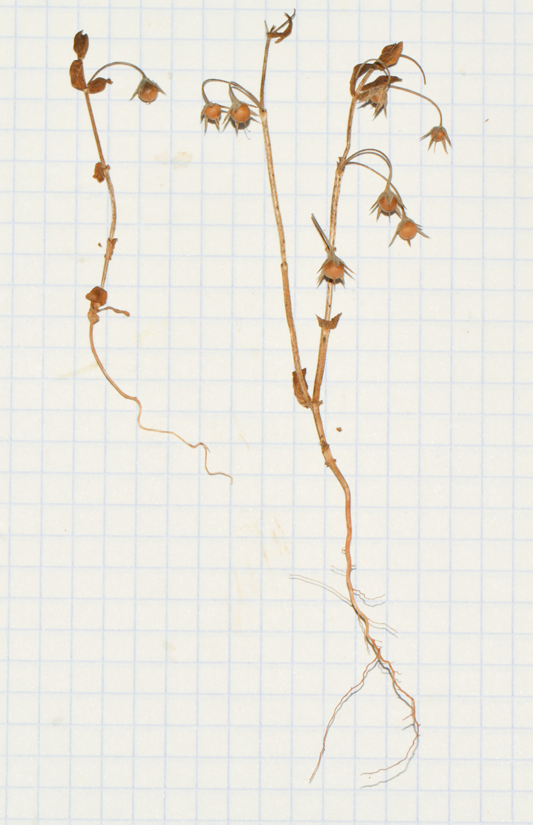 Image of Anagallis arvensis specimen.