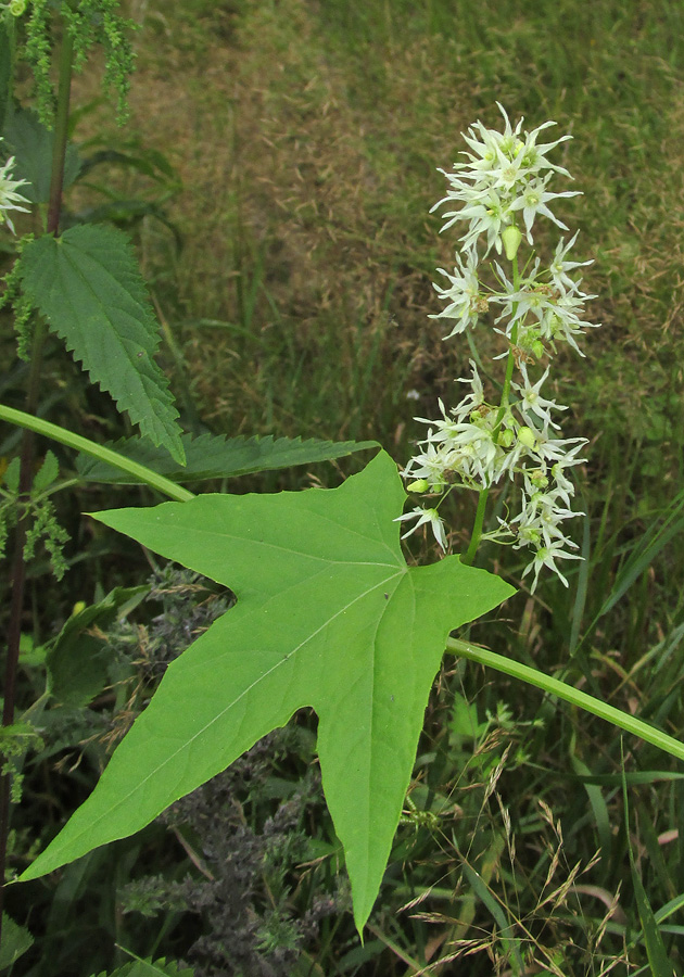 Изображение особи Echinocystis lobata.