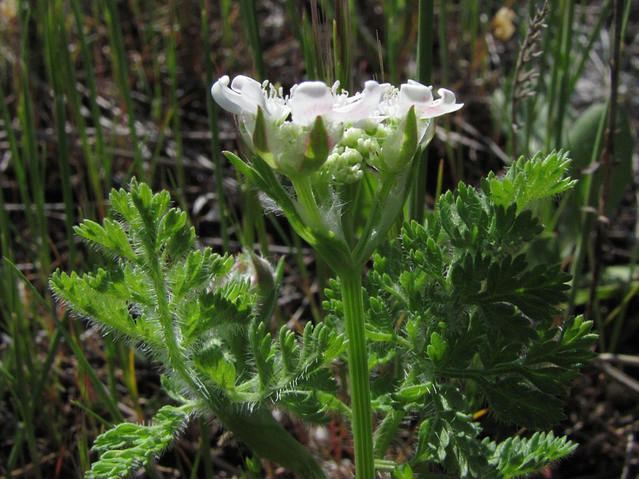 Image of Orlaya daucoides specimen.