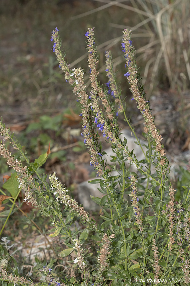 Image of Hyssopus officinalis specimen.