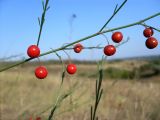 Asparagus officinalis