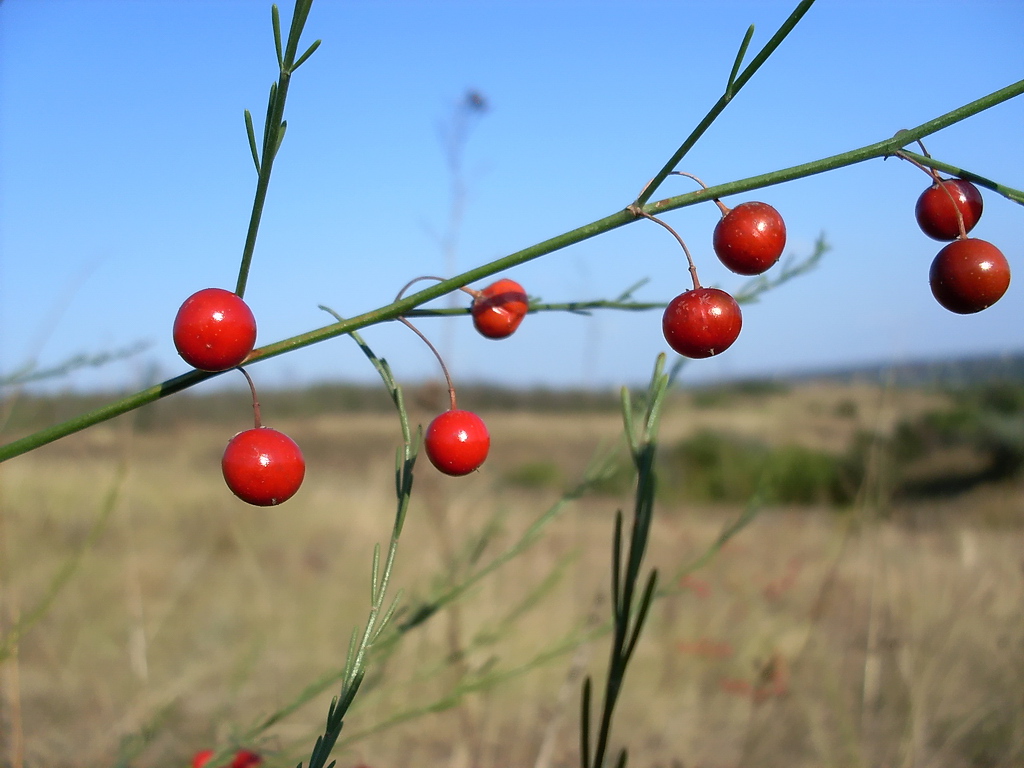 Image of Asparagus officinalis specimen.