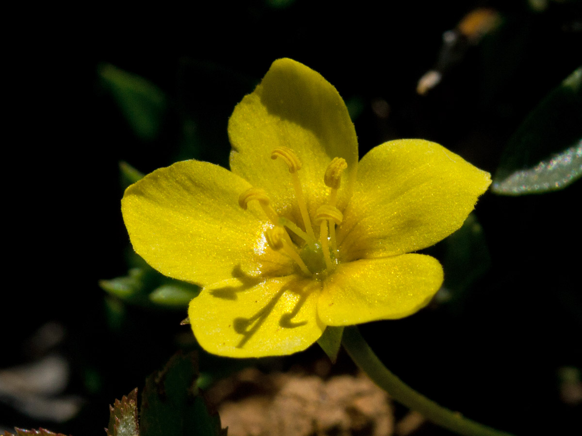 Изображение особи Lysimachia serpyllifolia.
