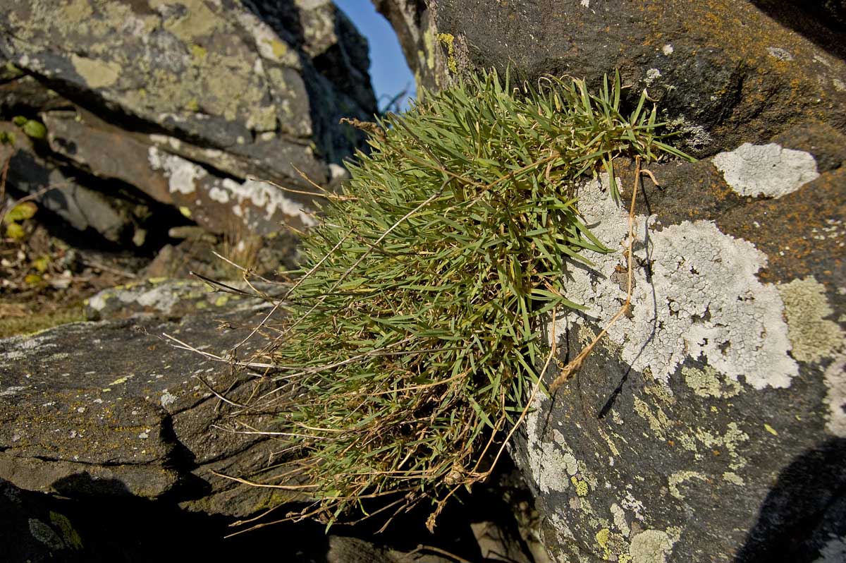 Изображение особи Gypsophila uralensis.