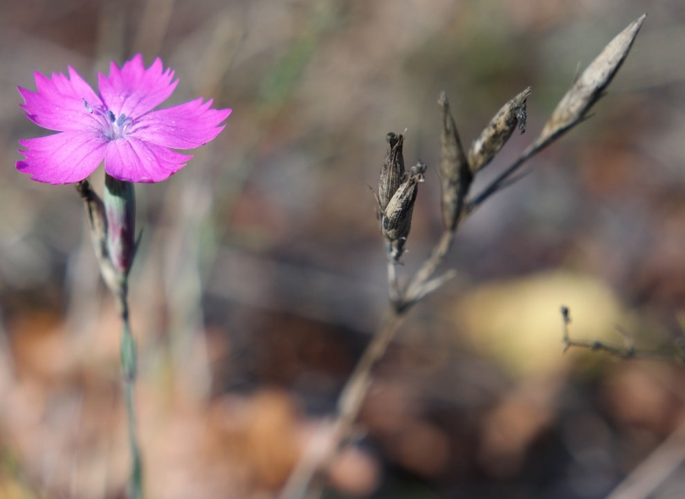 Image of Dianthus humilis specimen.