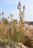 Phragmites australis