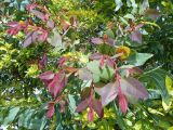 Corymbia torelliana