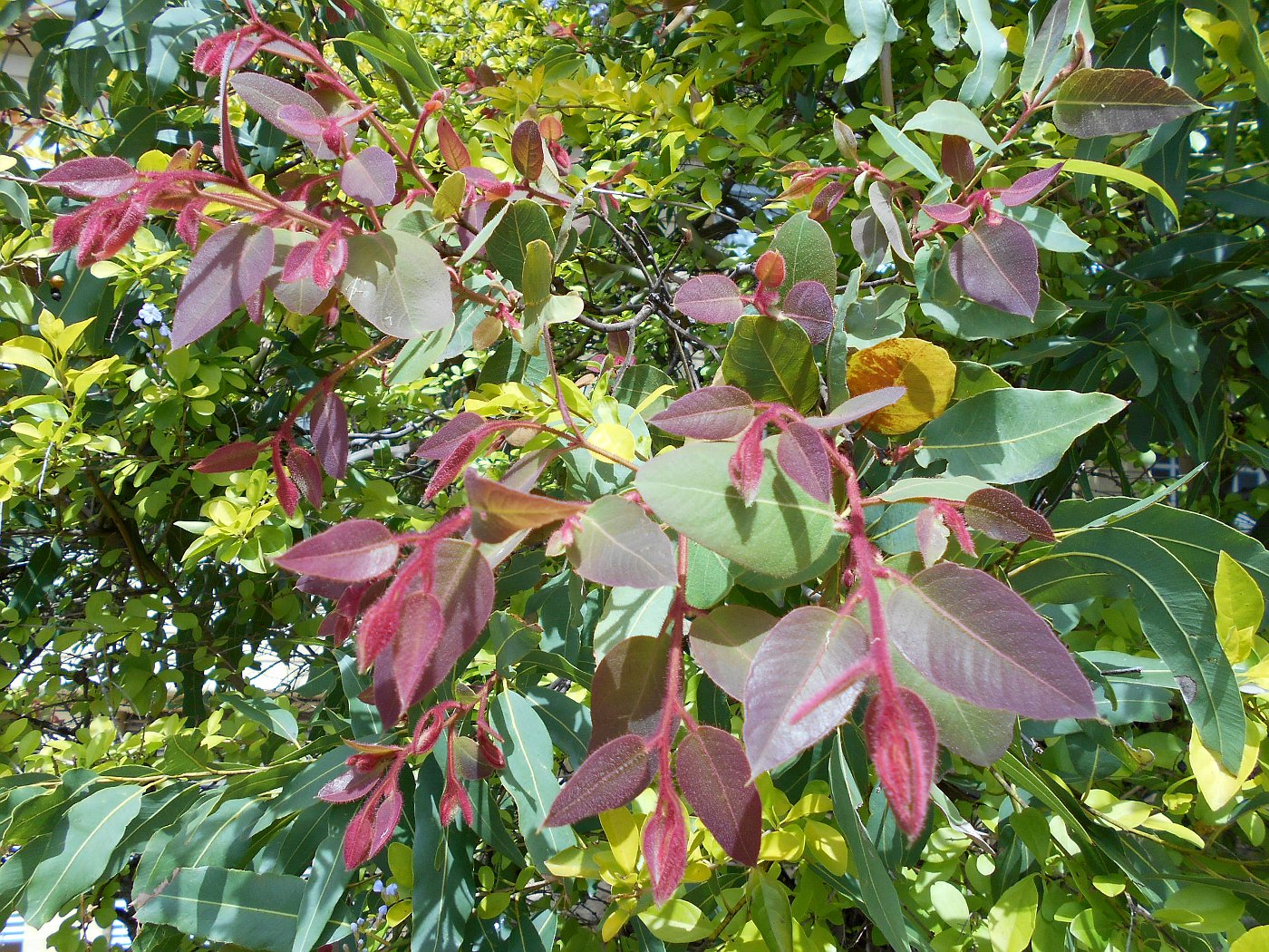 Image of Corymbia torelliana specimen.