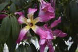 Ceiba speciosa. Цветки и листья. Испания, автономное сообщество Каталония, г. Барселона, площадь Пау Вила (Plaça de Pau Vila), в культуре. 29.08.2017.