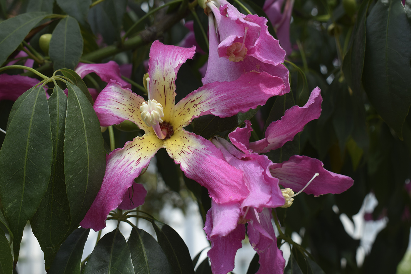 Image of Ceiba speciosa specimen.