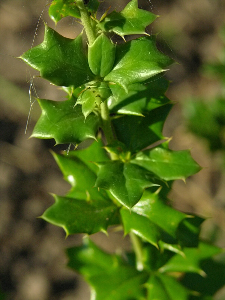 Image of Berberis × bidentata specimen.