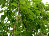 genus Catalpa. Ветви с бутонами и створками прошлогодних плодов. Украина, Николаевская обл., Николаевский горсовет, г. Николаев, Заводской р-н, парк \"Лески\". 02.06.2017.