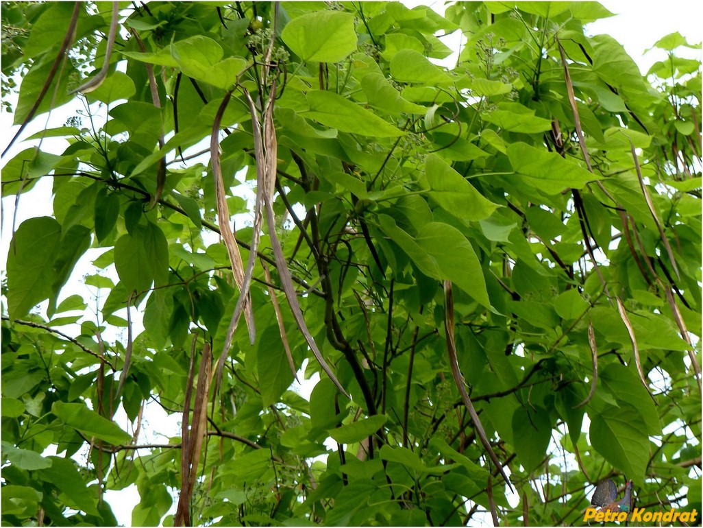 Image of genus Catalpa specimen.
