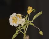 Image of taxon representative. Author is Татьяна Мальчинская