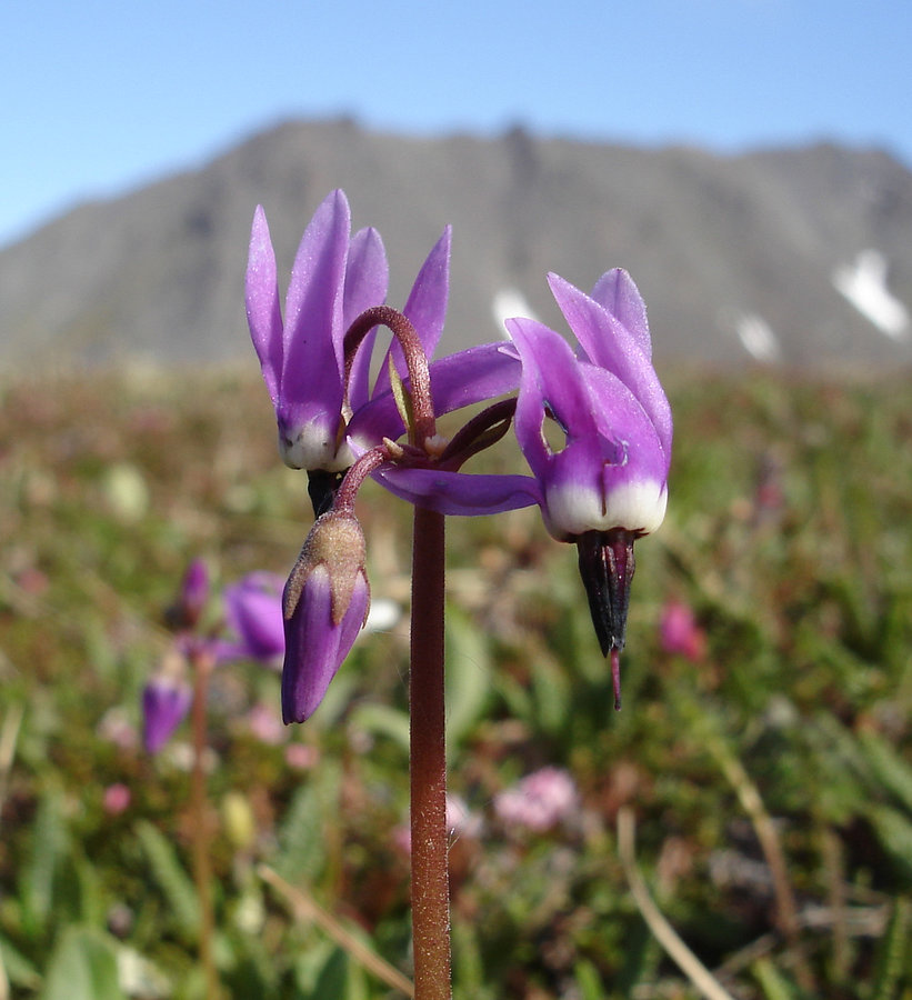 Image of Dodecatheon frigidum specimen.