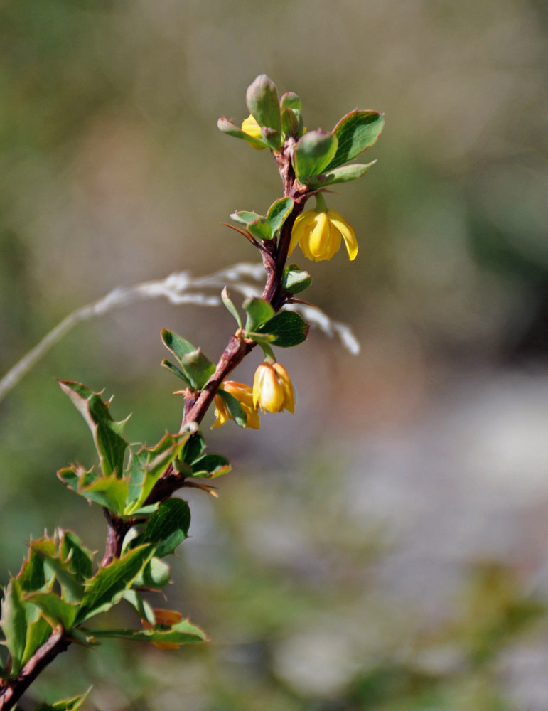 Image of Berberis sibirica specimen.