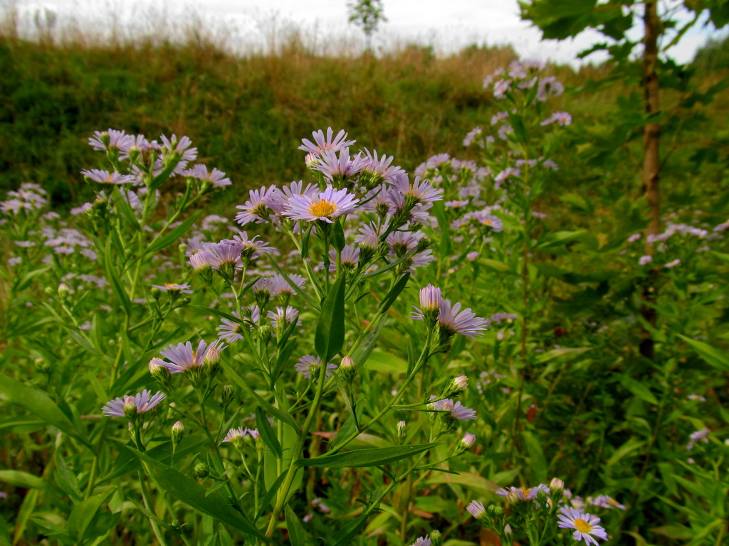 Изображение особи Symphyotrichum &times; salignum.