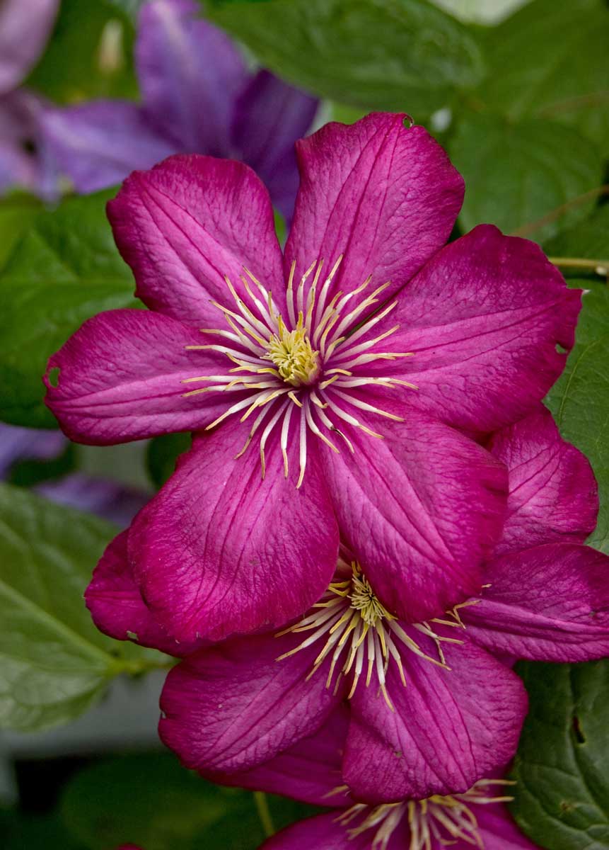 Image of Clematis × jackmanii specimen.