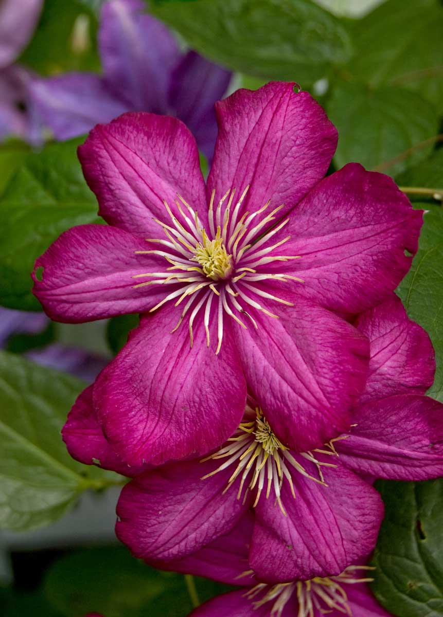 Image of Clematis &times; jackmanii specimen.