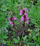 Pedicularis nordmanniana. Цветущее растение. Абхазия, Рицинский реликтовый национальный парк, гора Чха, ≈ 2400 м н.у.м., субальпийский луг. 15.07.2017.