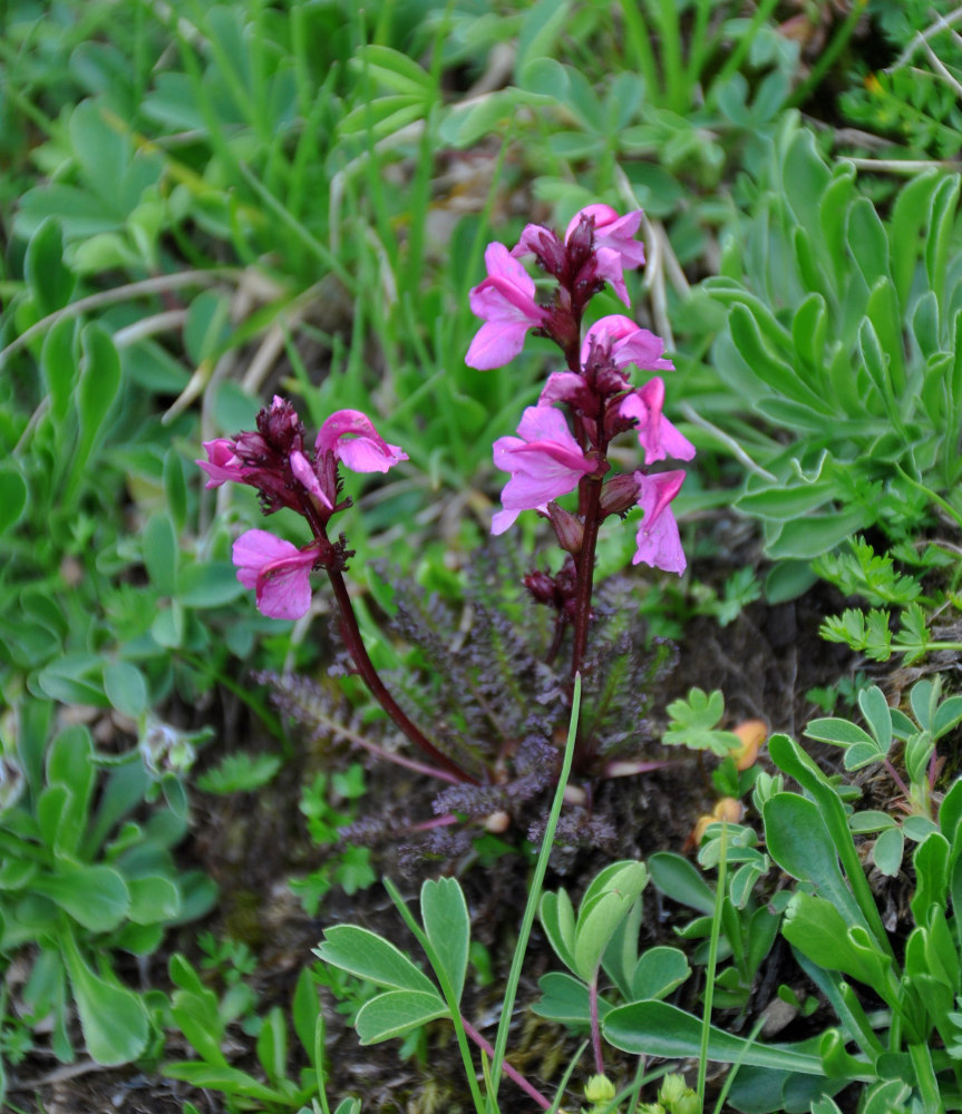 Изображение особи Pedicularis nordmanniana.