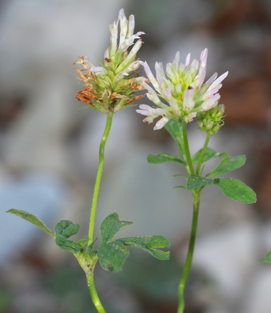 Image of Trifolium apertum specimen.