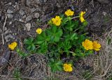 Potentilla ruprechtii