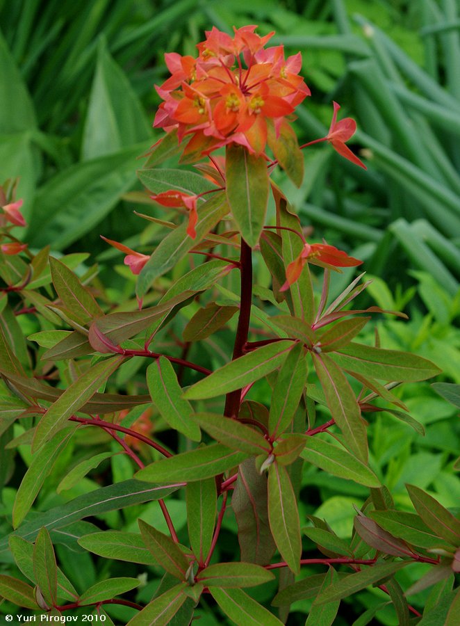 Image of Euphorbia griffithii specimen.