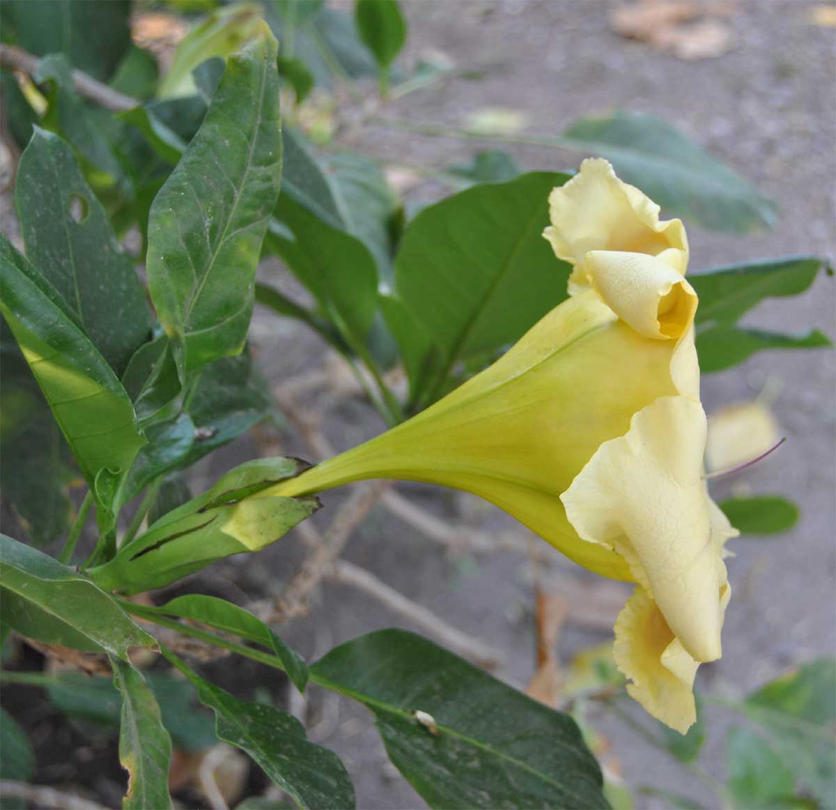 Image of Solandra maxima specimen.