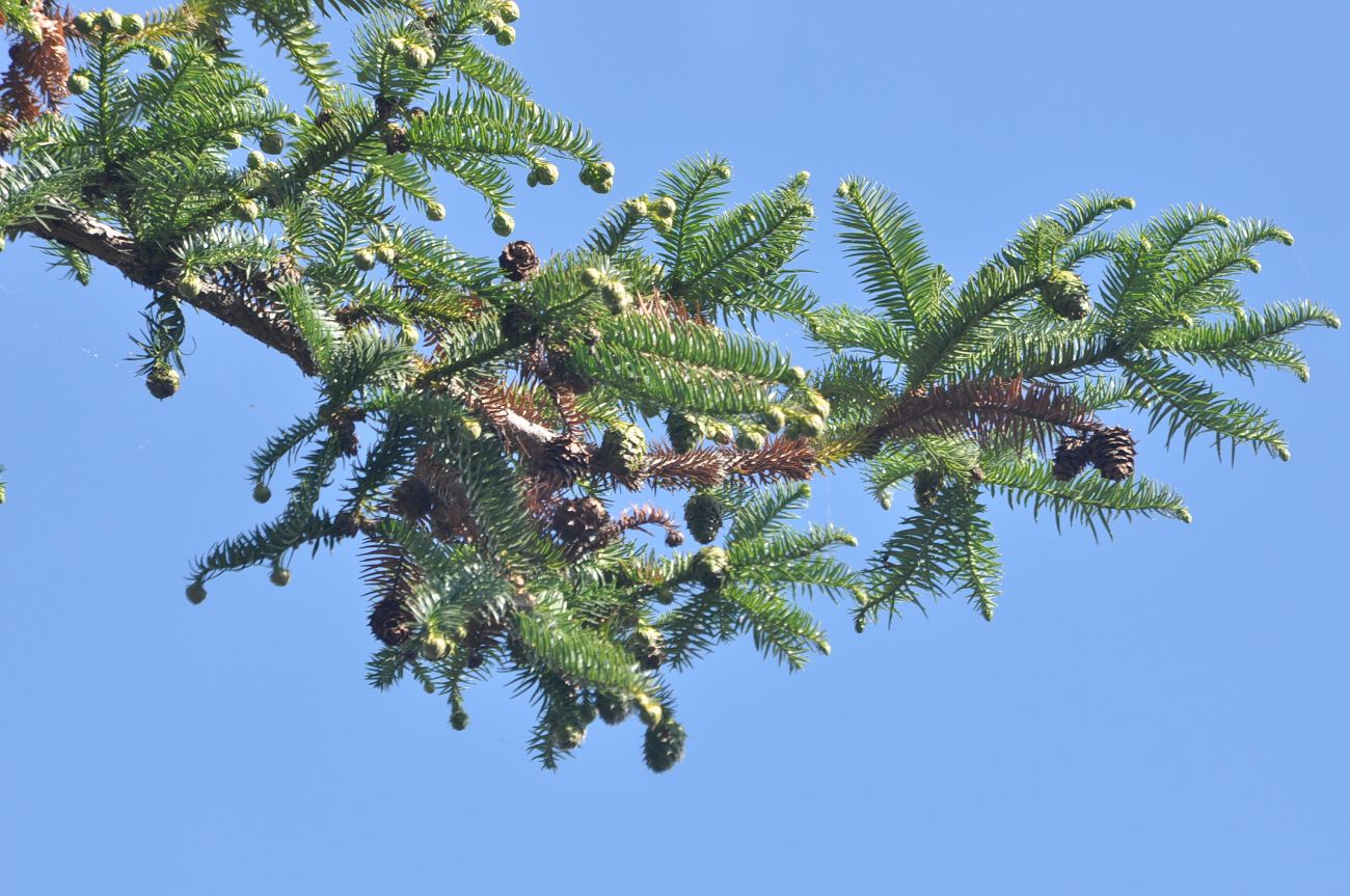 Image of Cunninghamia lanceolata specimen.