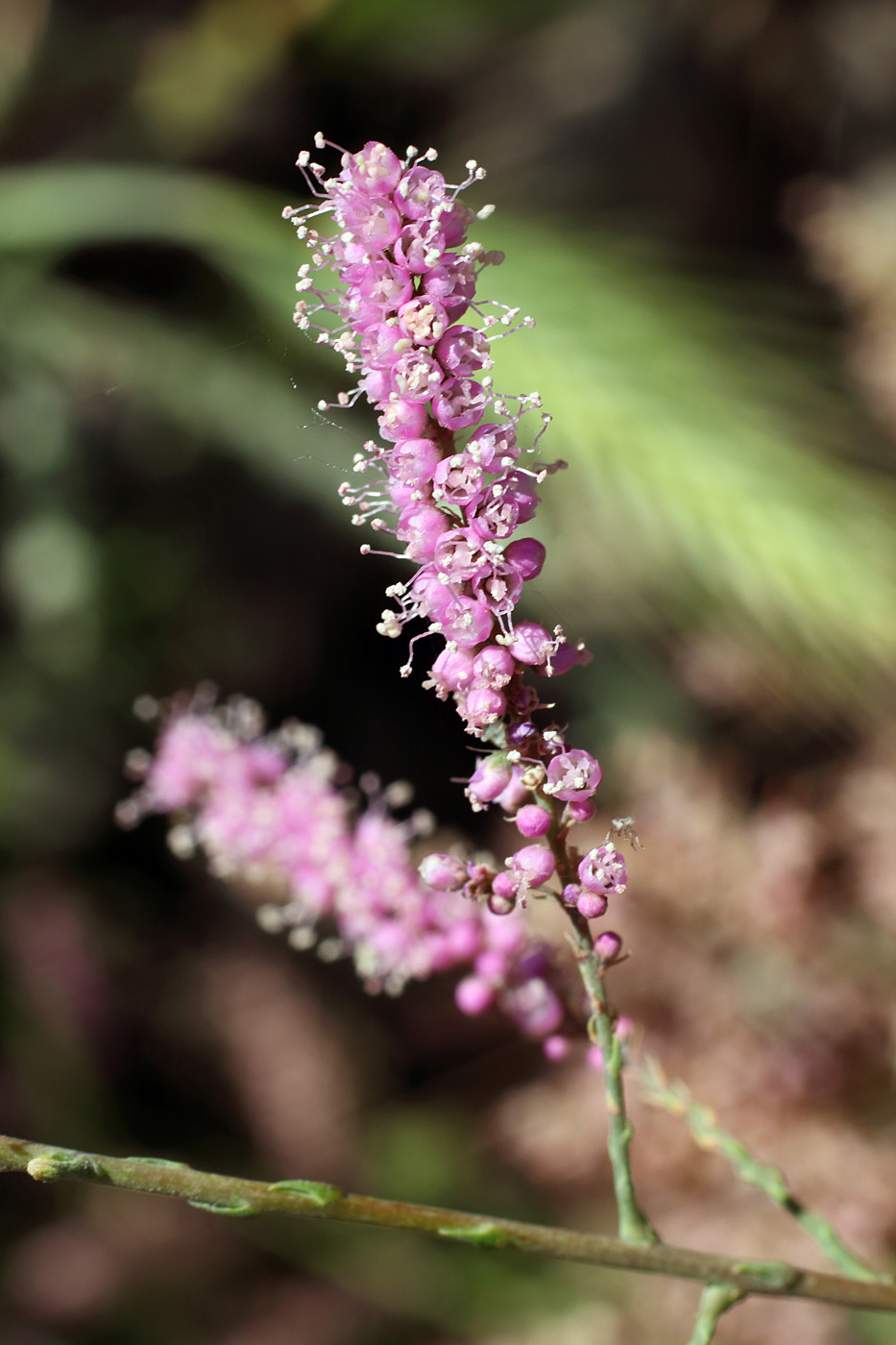 Image of Tamarix hohenackeri specimen.