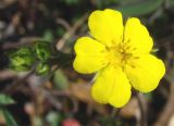 Potentilla arenosa