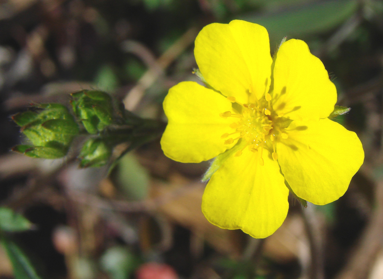 Изображение особи Potentilla arenosa.